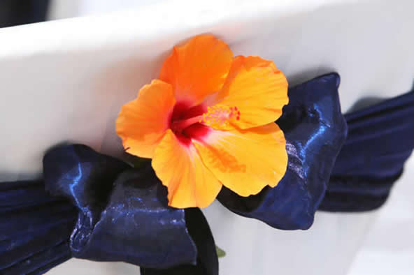 orange hibiscus against a white chair cover with a midnight blue sash